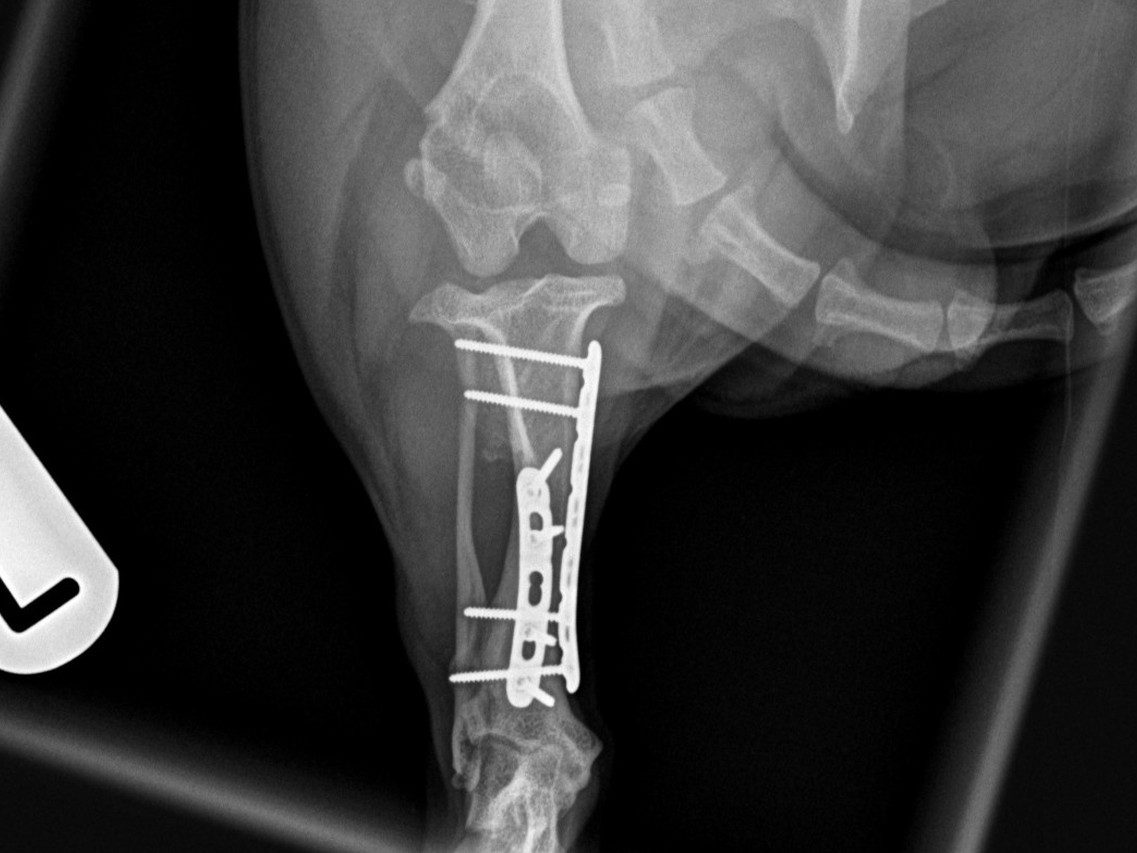 6 weeks post-op cd-cr view
