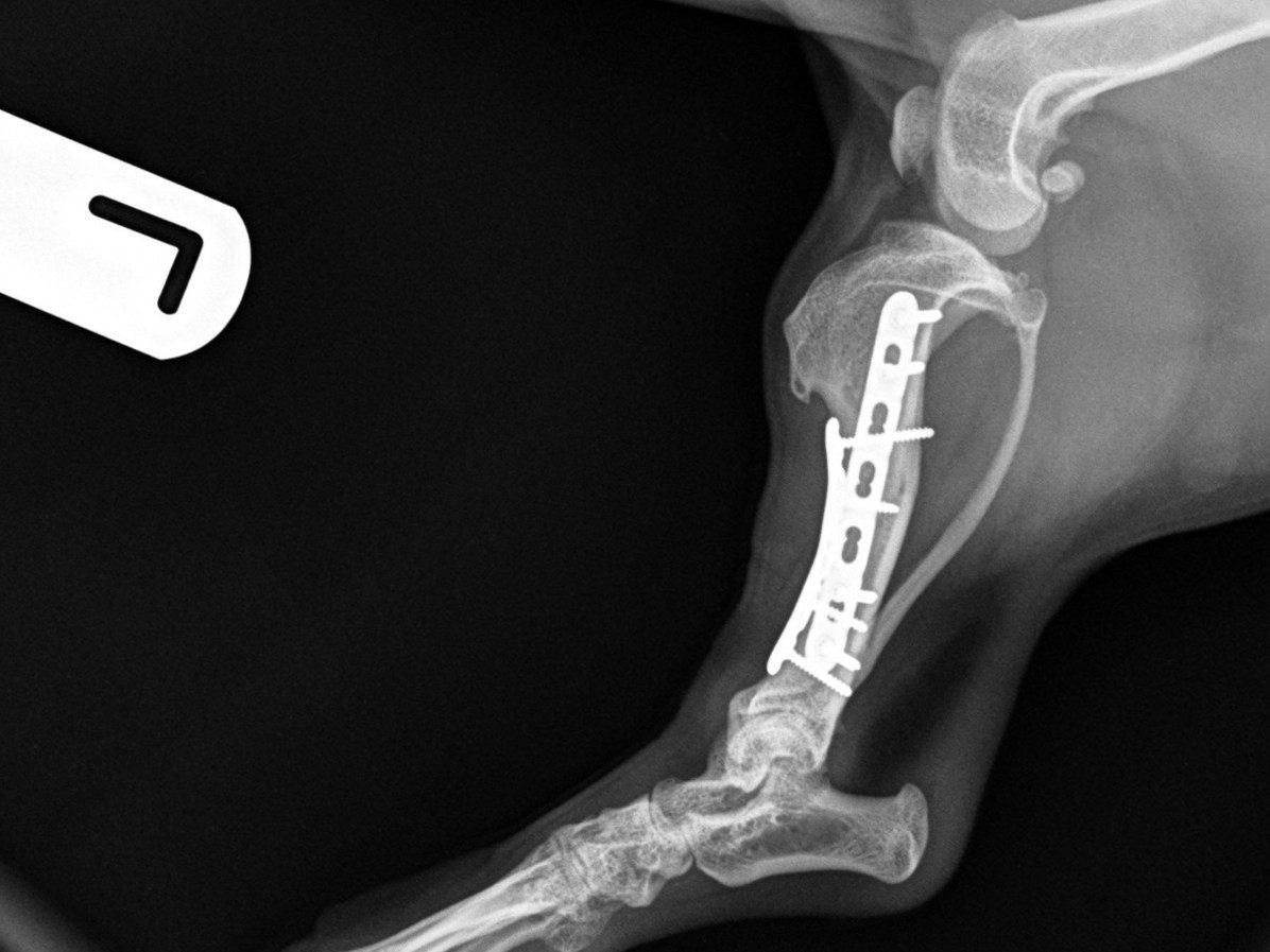 6 weeks post-op lateral view