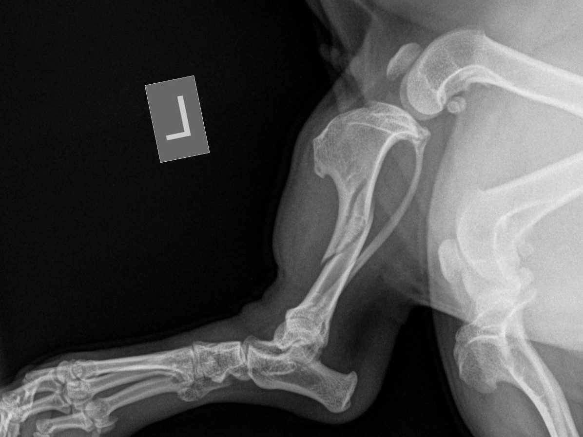Pre-op lateral view