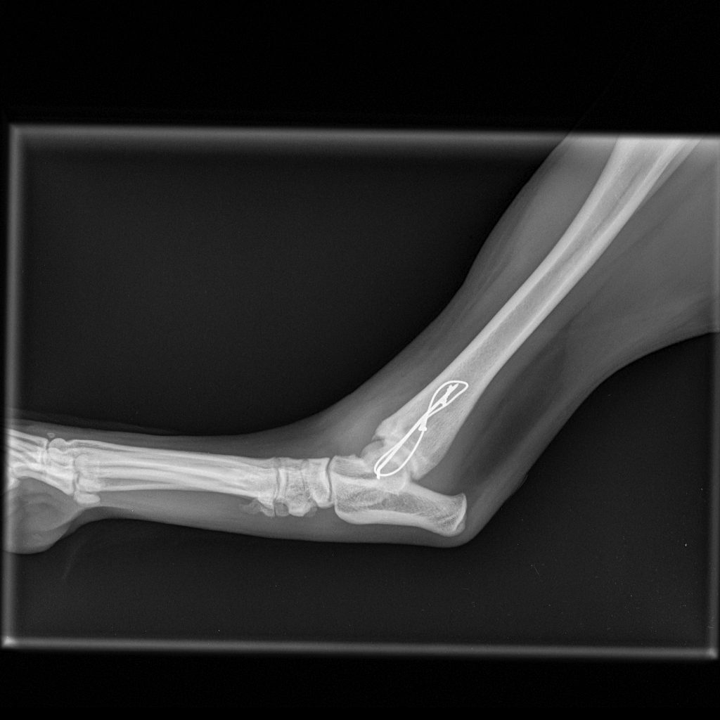 6 weeks post-op recheck lateral view