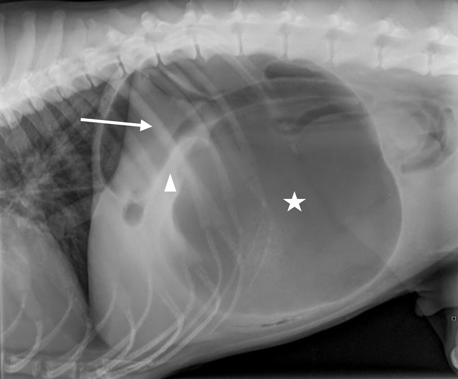 Case 02 — Captain (Case report) — GDV with partial splenectomy (full case report attached)