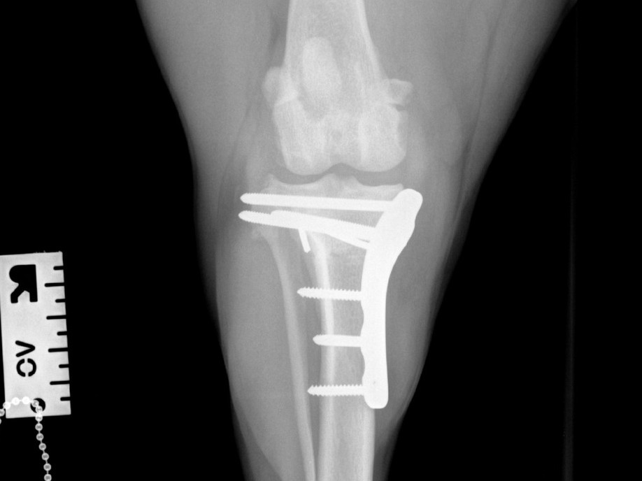 6 weeks post-op cd-cr view