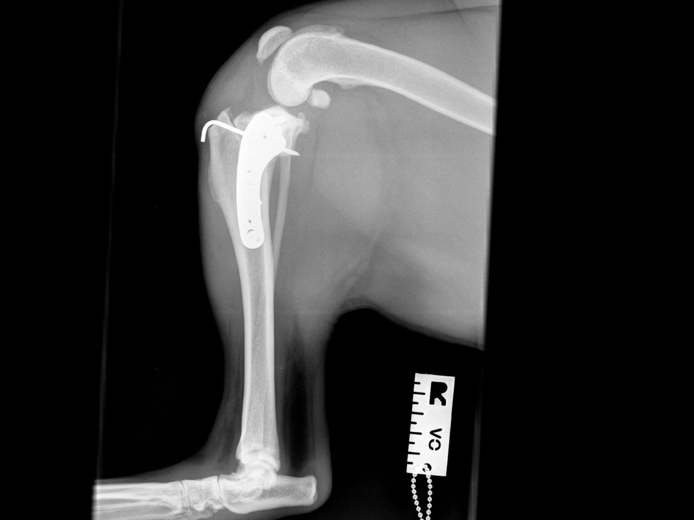 6 weeks post-op lateral view