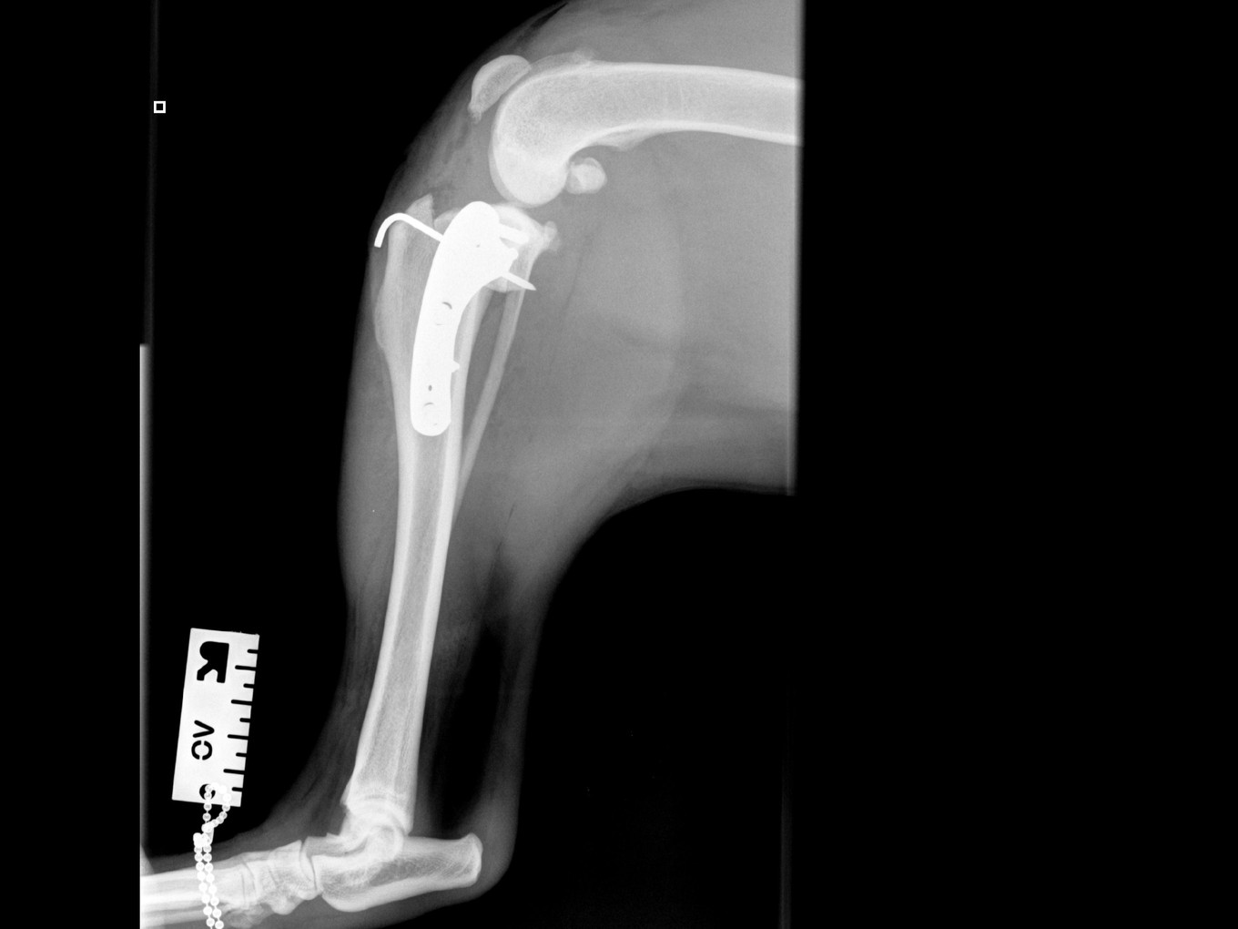 Post-op lateral view