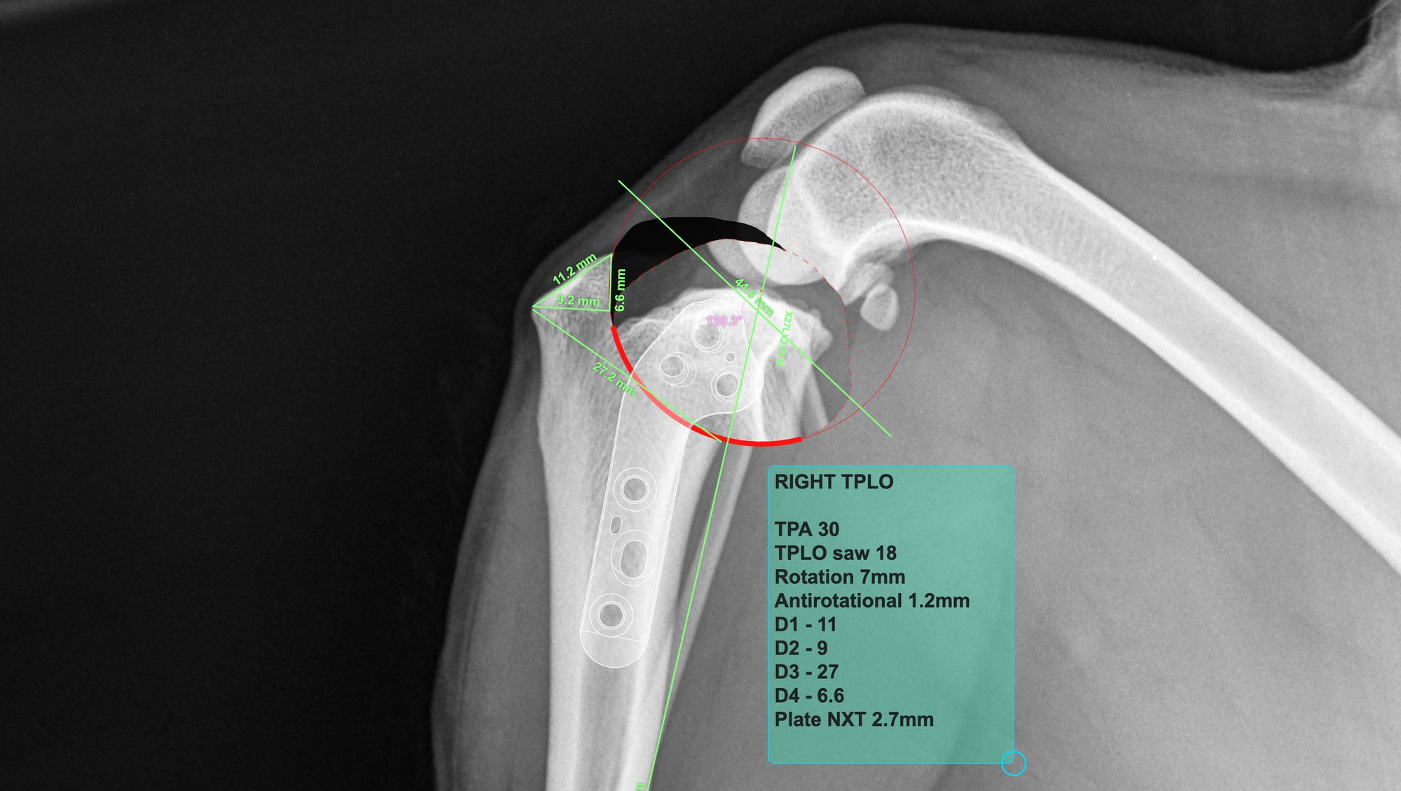 Post-operative TPLO orthopaedic X-ray