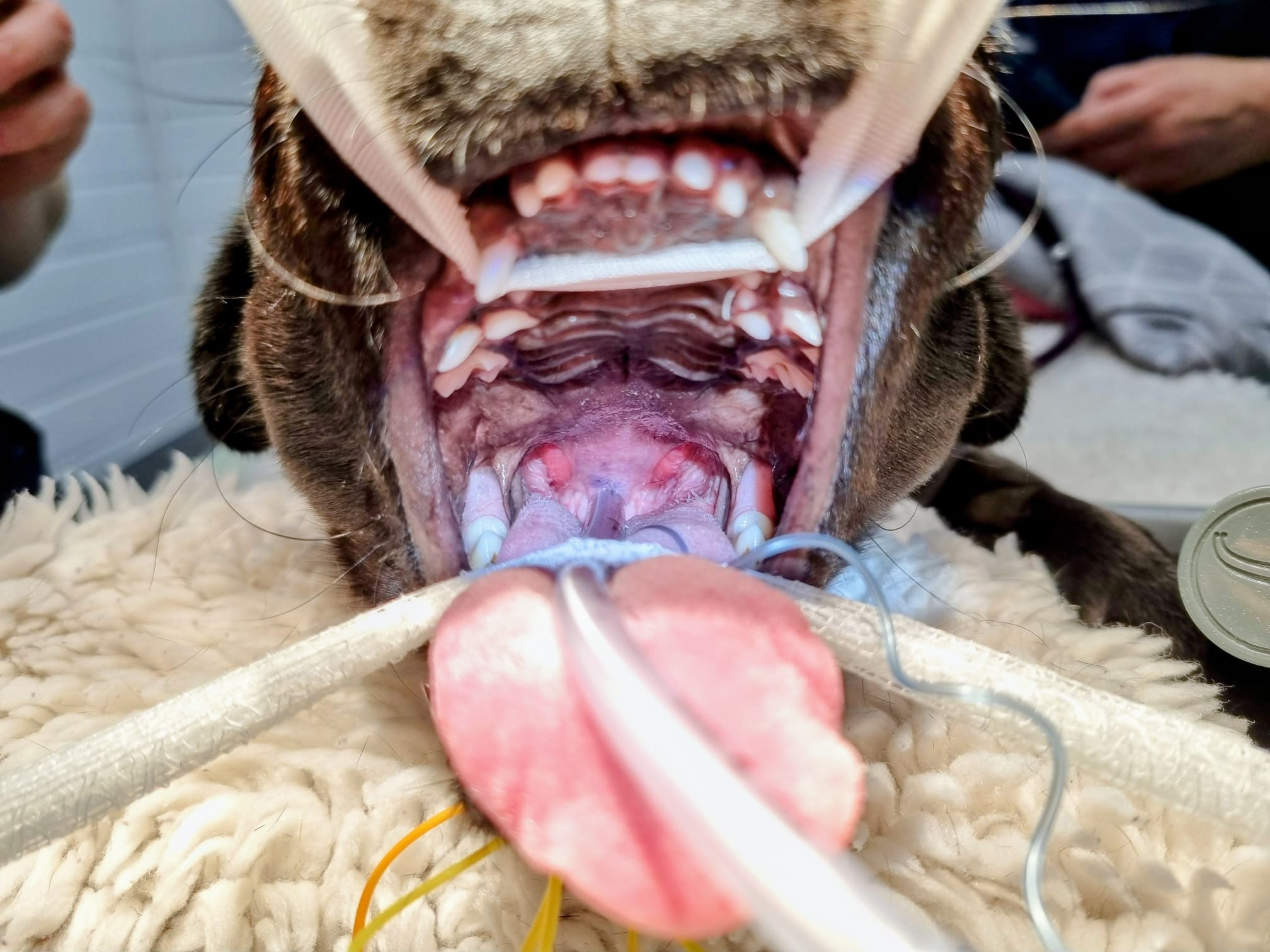 Post-staphylectomy view