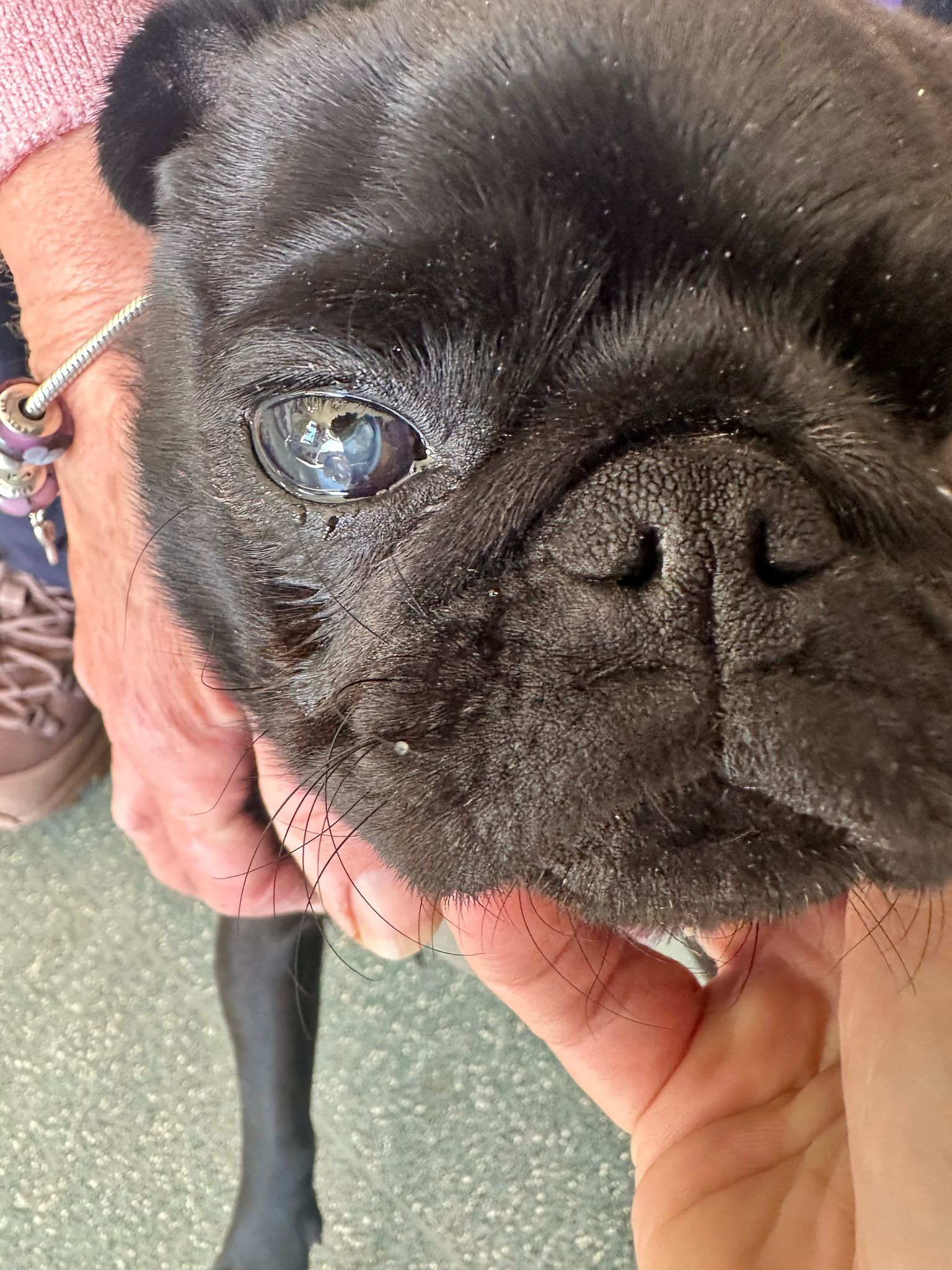 Case 04 — Peggy — BOAS surgery — staphylectomy & nasoplasty