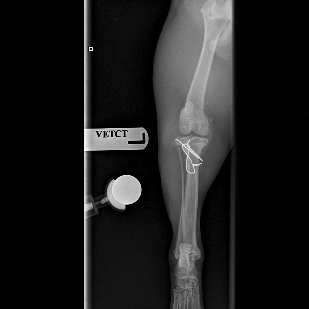 6 weeks post-op cd-cr view