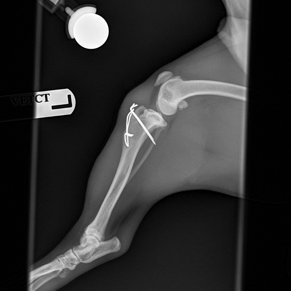 6 weeks post-op recheck lateral view