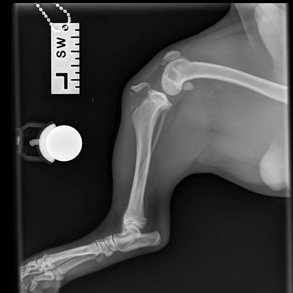 Affected left limb