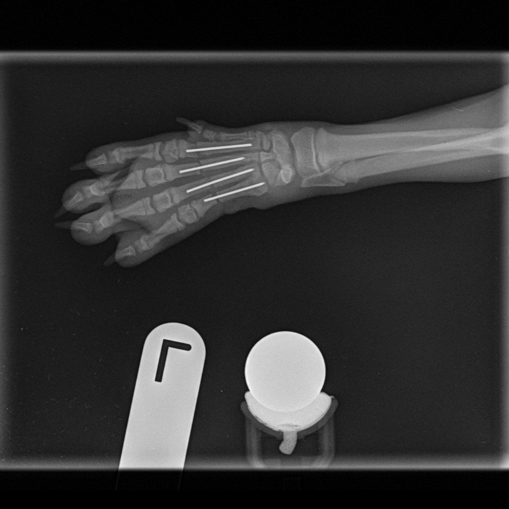Post-operative dowel pinning carpal arthrodesis